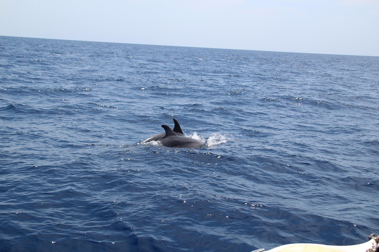 Cala d'Or: Dolphin sightseeing tour with dolphin watching Cala d'Or: Sightseeing tour with dolphin watching