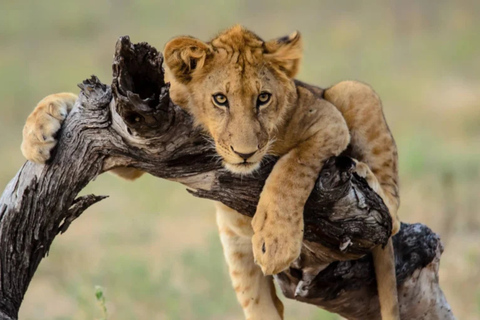 Victoria Falls: 7-Day Chobe & Hwange Safari Tour