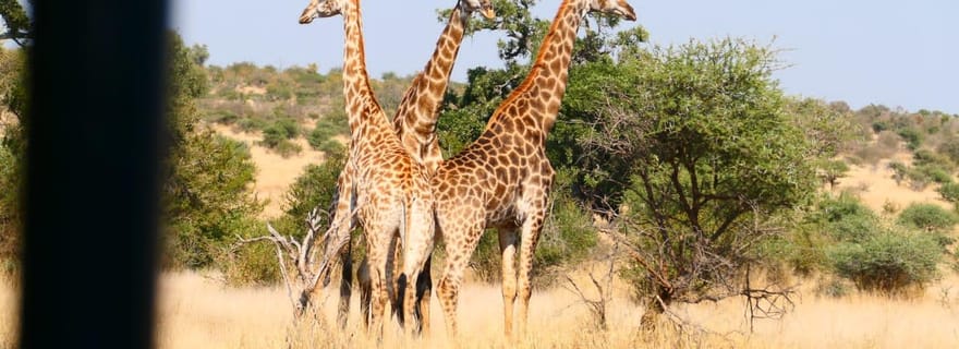 Visite privée du parc Kruger et de la route panoramique
