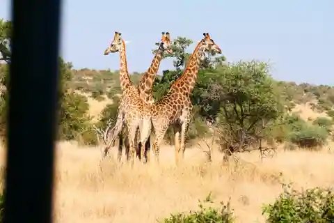 Privat tur i Krugerparken och Panorama Route