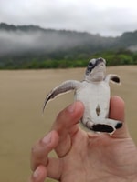 Sukamade -Tour, siehe Schildkröten, die Eier auf natürliche Weise legen 2d1n - Housity