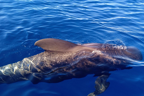 Charter Privado Charter Privado para ver las ballenas - 3 HorasCharter Privado - 3 Horas