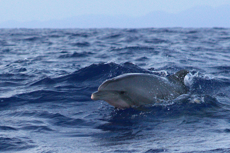 Alcudia: sightseeing, zeegrotten en snorkelavontuur per boot3 uur durende speedboottocht - grotten, snorkelen en sightseeing
