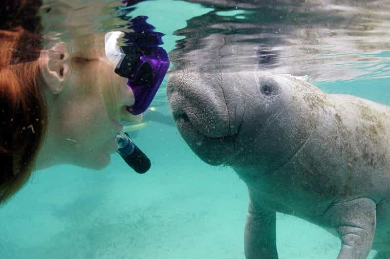 Crystal River: VIP Manatee Swim w/ In-water Photographer | GetYourGuide