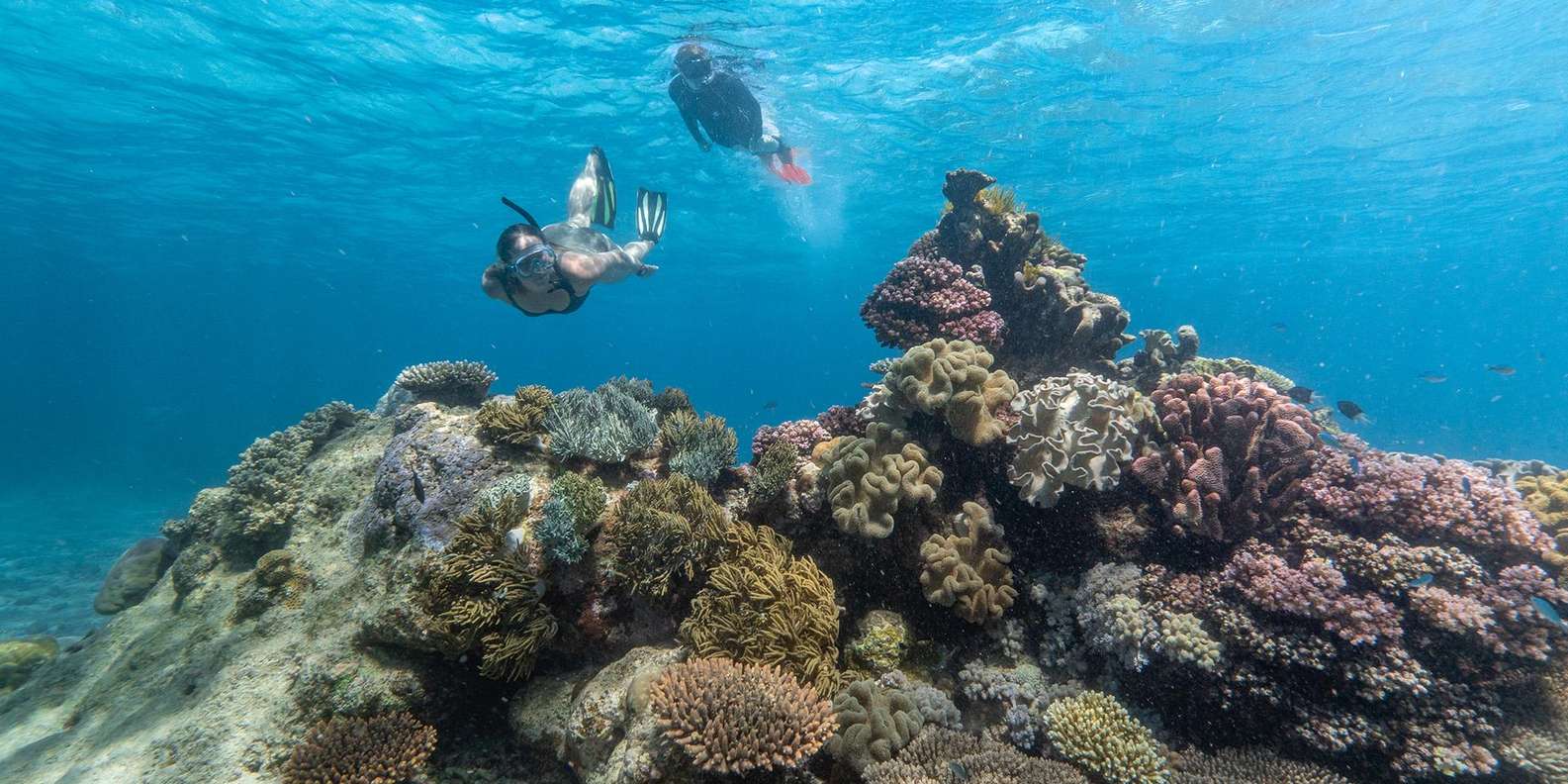 Cairns: Premium Snorkelling and Diving Reef Day Trip