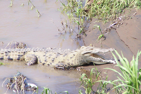 Carara National Park: Beste Tour Carara National Park - Ein Tag