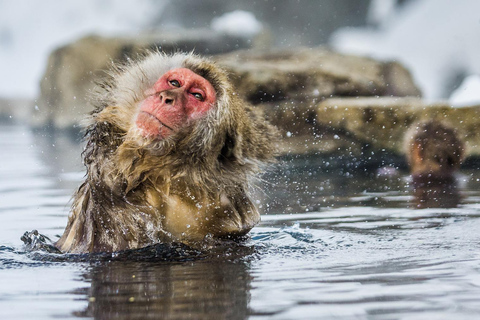 Nagano Tokyo: Snow Monkey Private Day Tour Hotel Pick & Drop Snow Monkey Private Day Tour Hotel Pick & Drop Off In Crown