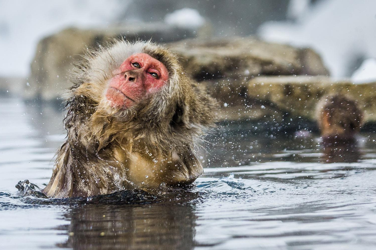 Nagano Tokyo: Snow Monkey Private Day Tour Hotel Pick & Drop Snow Monkey Private Day Tour Hotel Pick & Drop Off In Crown