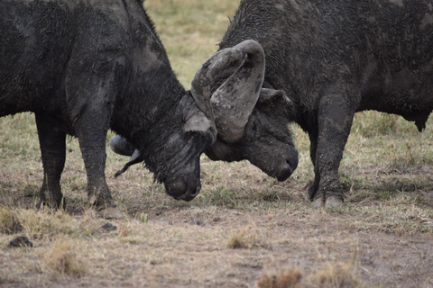 Masai Mara: 7-daagse safaritocht met gamedrives en rondvaarten