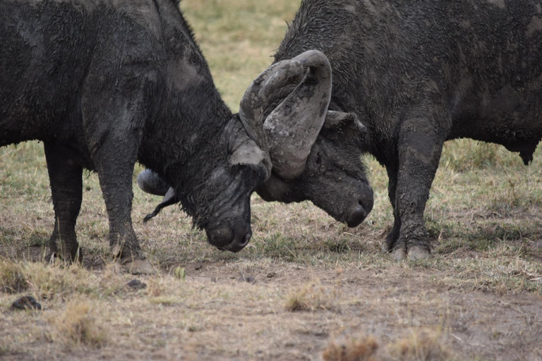 Masai Mara: Safari de 7 dias com passeios de caça e de barco