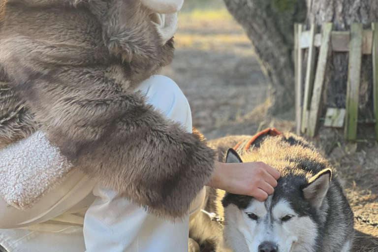 From Riga: Husky Sledding & Floating Sauna Day Trip
