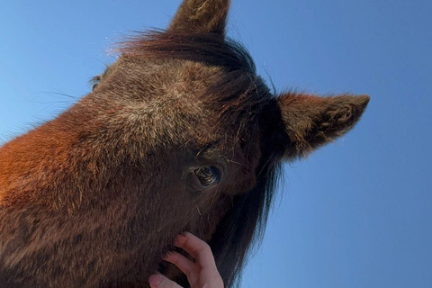 Livno: Guided Wild Horses Tour with Local Aperitif