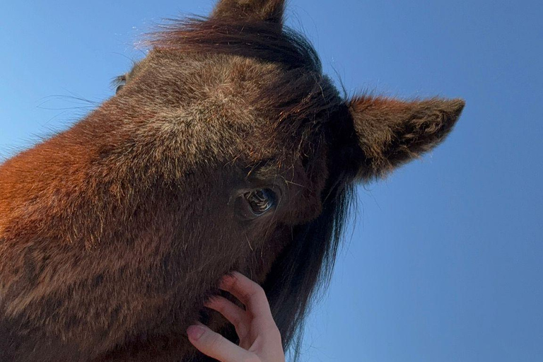 Livno: Guided Wild Horses Tour with Local Aperitif