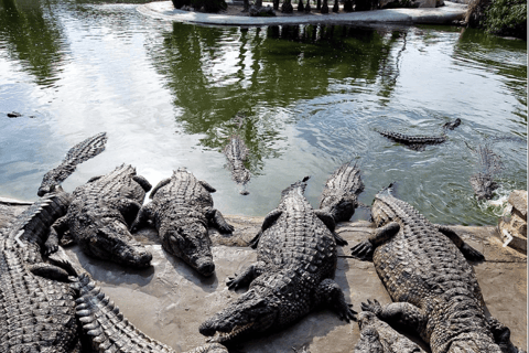 Djerba: Besök Djerba Explore &amp; Crocodile Park med upphämtning