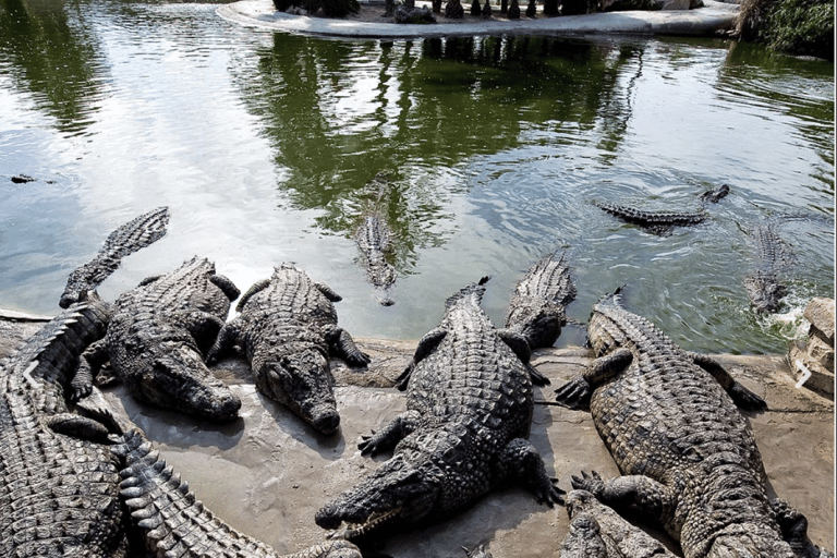 Djerba: Besök Djerba Explore &amp; Crocodile Park med upphämtning