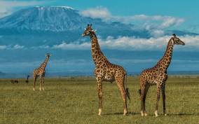 From Nairobi: Amboseli National Park Guided Tour