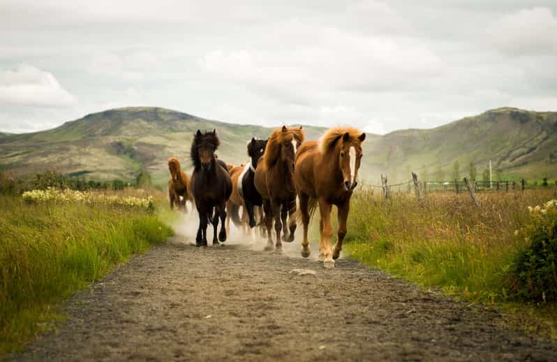 Reykjadalur: Horseback Riding Tour for Families & Beginners