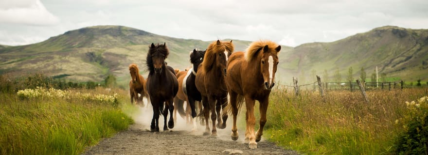 Reykjadalur : randonnée équestre pour les familles et les débutants