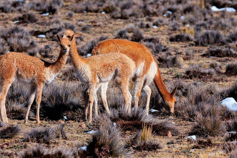 Cusco: Trip Puno, Arequipa by Luxury Train Andean ExplorerSuite Cabin