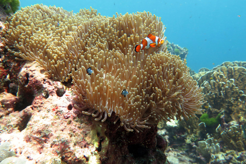 From Ao Nang: Similan Islands Boat Trip with Transfer &amp; Food