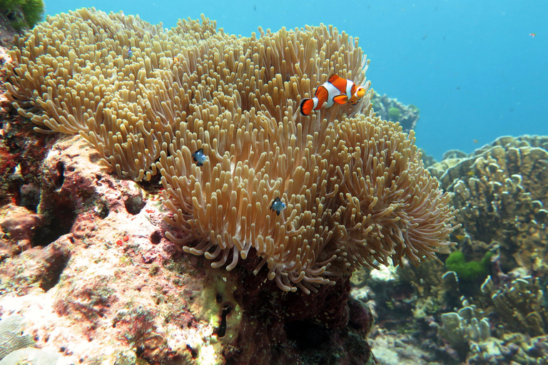 Depuis Ao Nang : Excursion en bateau dans les îles Similan avec transfert et nourriture