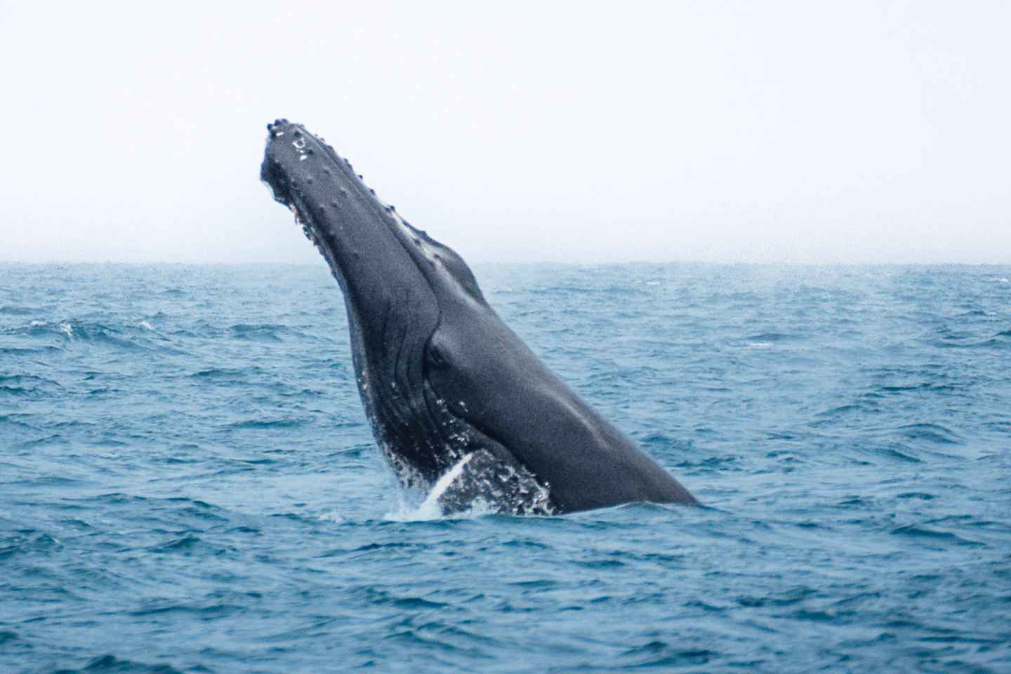 후사비크: 가족이 운영하는 고래 관람 투어