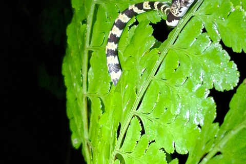 Santa Elena: Wildlife Refuge Monteverde Night Walking Tour