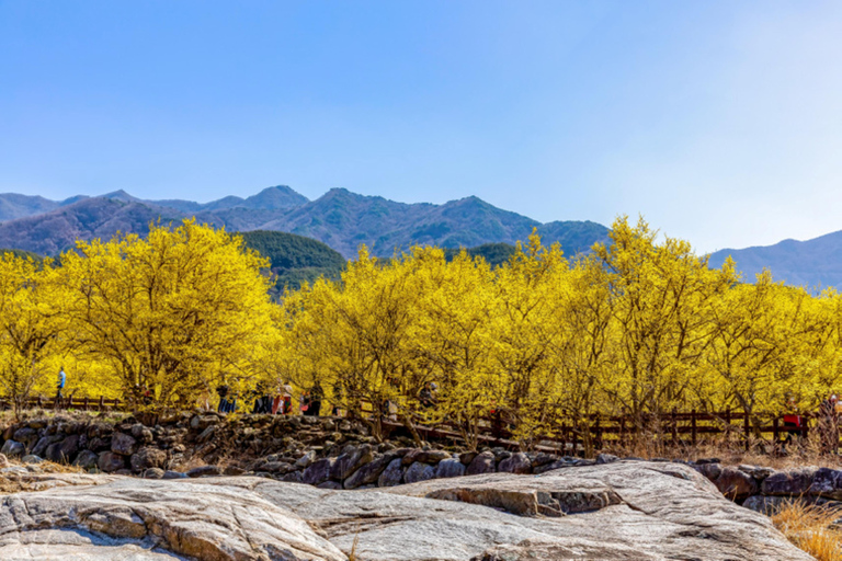 Séoul/Busan : visite d&#039;une journée au festival des pruniers en fleurs de GwangyangDépart de Busan depuis la station de métro de Busan