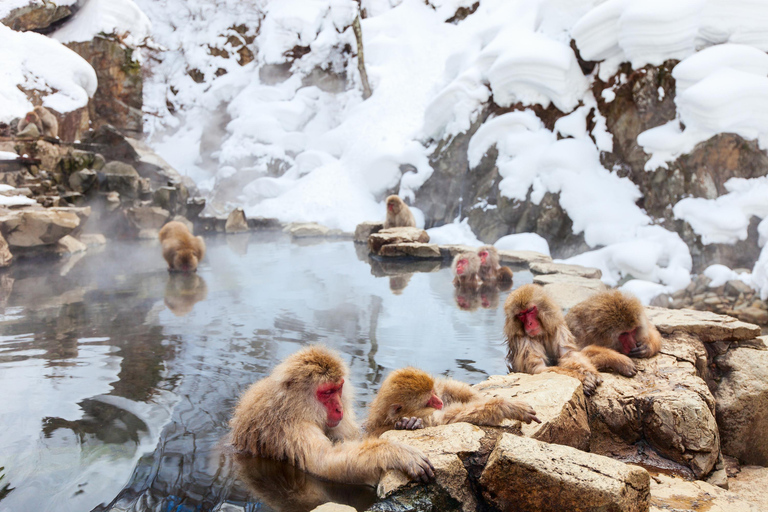Nagano: Zenko-ji Temple, Snow Village & Monkey Park Tour