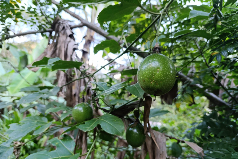 Cusco: 2-Day Coffee & Cacao Farm Stay Experience