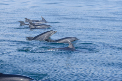 New: Into the Wild - 3H w/Marine Biologists - dolphins &more