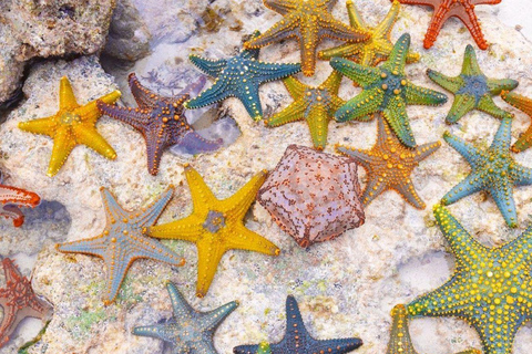 Starfish Adventure, Lunch at The Rock, Mnemba Snorkeling