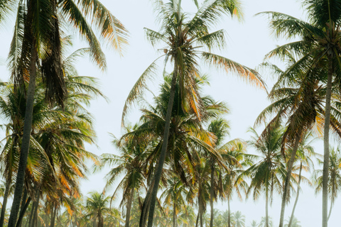 Barbados: Luxury Horse Riding & Drinks Experience + Lunch