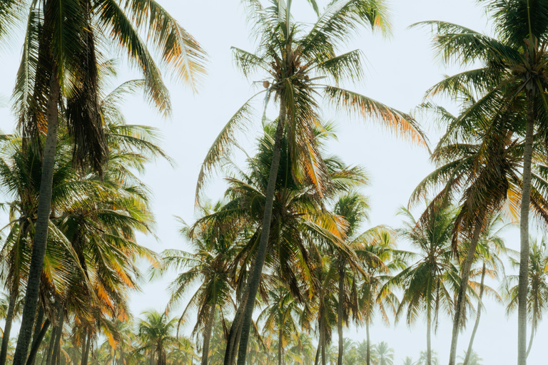 Barbados: Luxury Horse Riding & Drinks Experience + Lunch