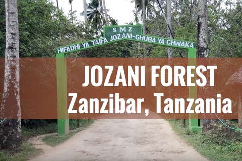 Jozani Forest Tour