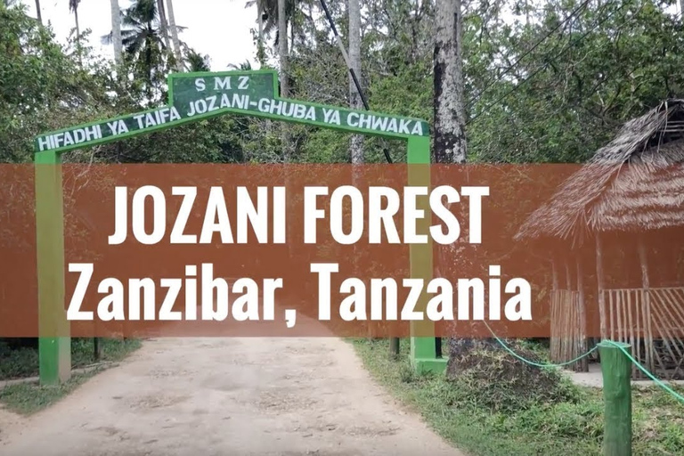 Jozani Forest Tour