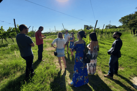 Vineyard Walk & Wine Tasting in the Berici Hills of Vicenza