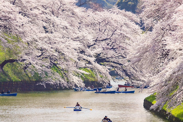 Cherry Blossom Seasonal Special: Classic Tokyo Day Tour Includes beef set meal