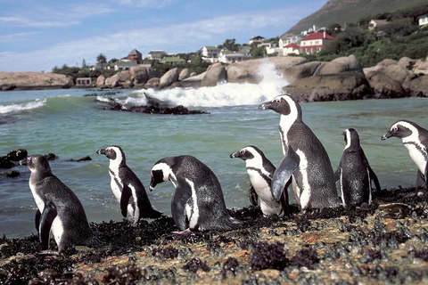 Private Tour: Table Mountain, Penguins Colony & Cape Of Good
