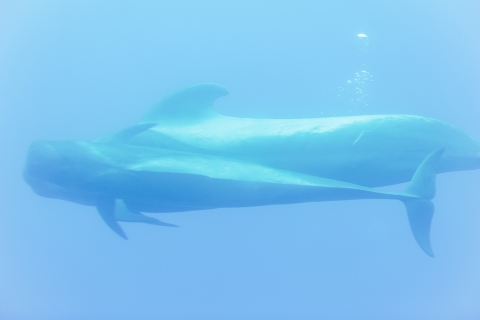 Teneryfa: grindwale, delfiny i podwodne widoki2-godzinny rejs bez usługi odbioru