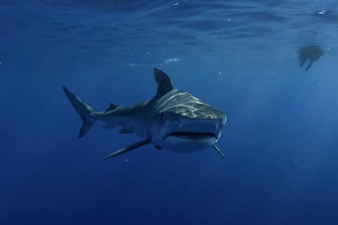 Great White Shark DivinG
