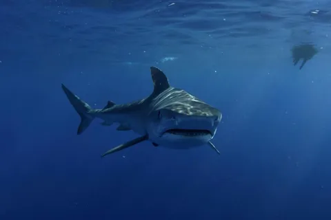 Great White Shark DivinG