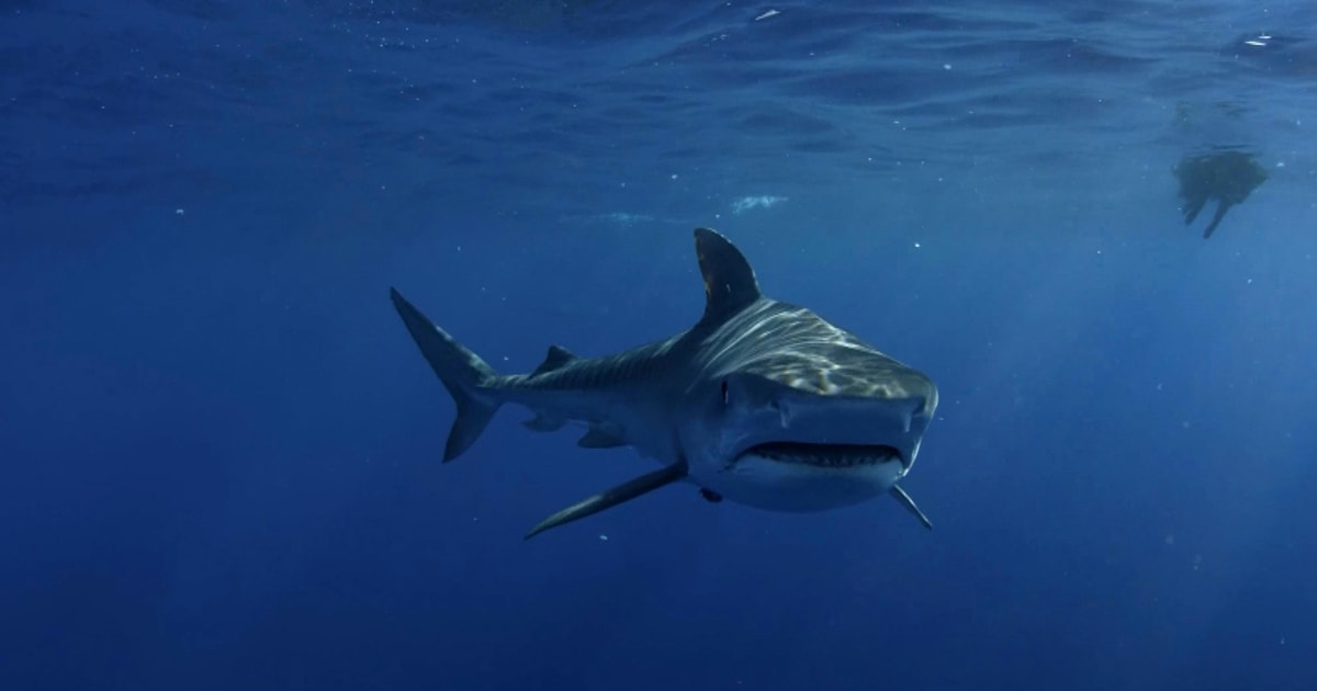 Giochi La Barca A Vela, Il Legno Stagionato E Le Conchiglie Su Legno Blu Image39787442 - Foto 2