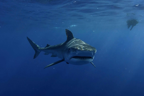 Great White Shark DivinG