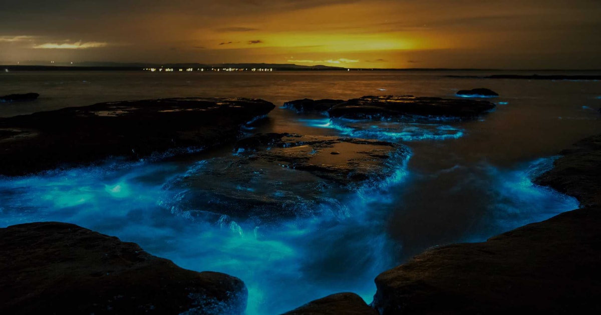 Auckland: Bioluminescence Kayak Tour | GetYourGuide