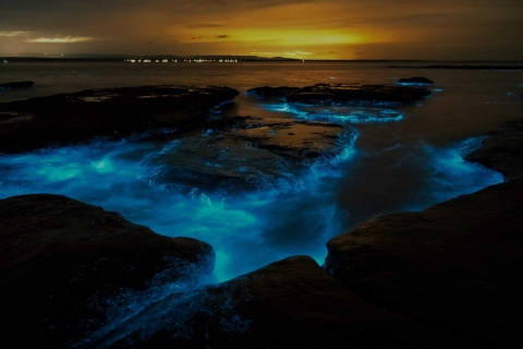 Auckland : Excursion en kayak à la découverte de la bioluminescence