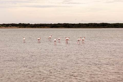 Aigues-Mortes 3H: Discover the secret Camargue in a 4x4 Full-Day