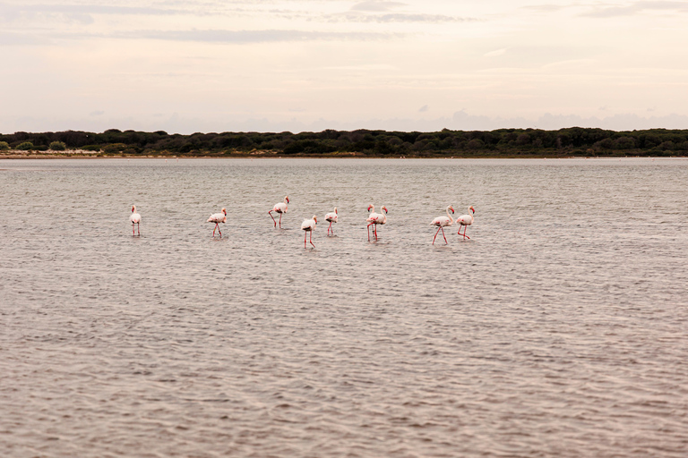 Aigues-Mortes 3H: Discover the secret Camargue in a 4x4 Full-Day