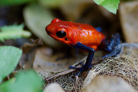 Parque Nacional de Carara: Paseo guiado Carara Costa Rica Naturaleza