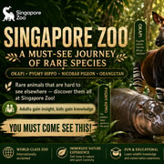 Singapore Zoo: Unique Insider Wildlife Tour & Ticket & Show Singapore Zoo: Unique Insider Wildlife Tour & Ticket & Show